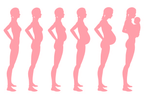 Stages of pregnancy of the woman